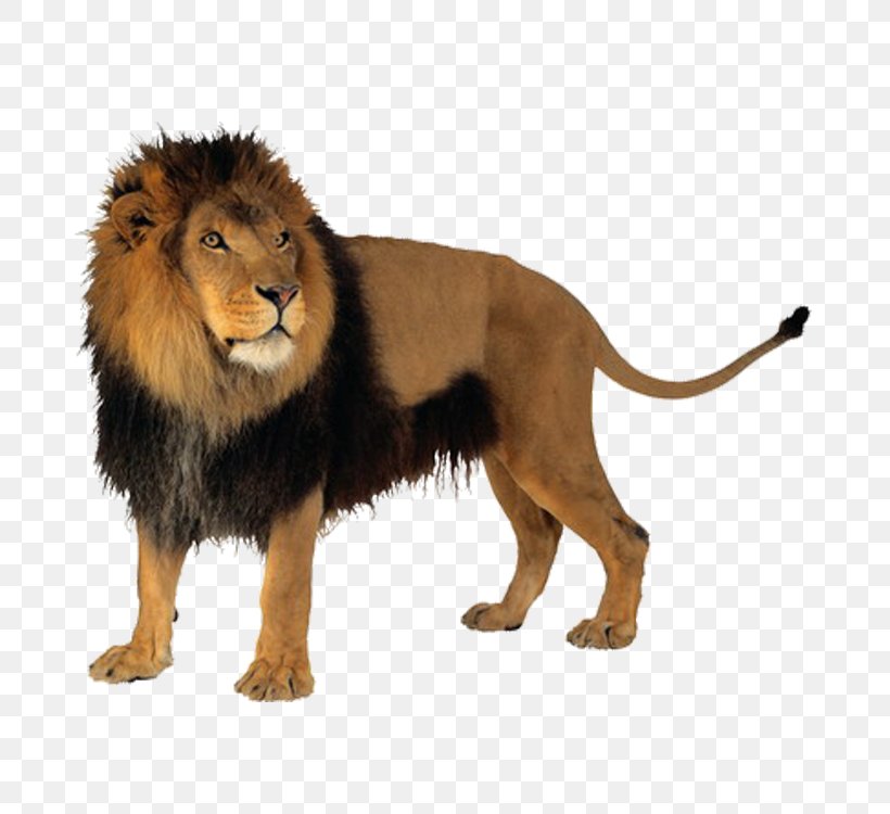 Lion Felidae Tiger Clip Art, PNG, 750x750px, Lion, Big Cats, Carnivoran, Cat Like Mammal, Felidae Download Free