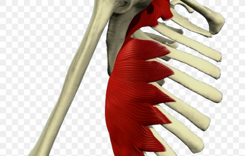 Serratus anterior muscle