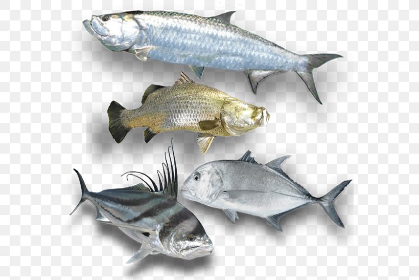 South Australia Western Australia Sardine Fishing Game Fish, PNG, 564x547px, South Australia, Animal Source Foods, Australia, Barramundi, Bonito Download Free