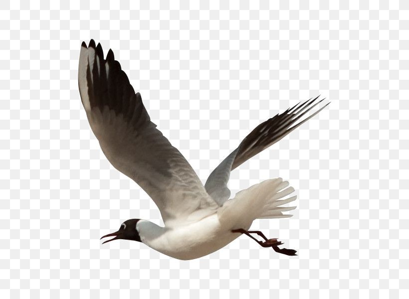 Gulls Bird, PNG, 600x600px, Gulls, Beak, Bird, Charadriiformes, Columbidae Download Free