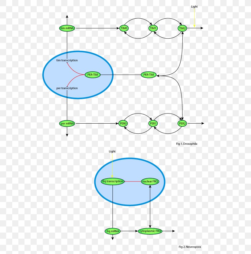 Leaf Point Angle, PNG, 584x830px, Leaf, Area, Diagram, Feedback, Green Download Free