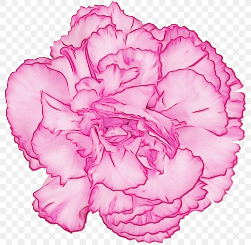 Rose, PNG, 788x800px, Watercolor, Carnation, Chinese Peony, Cut Flowers, Flower Download Free
