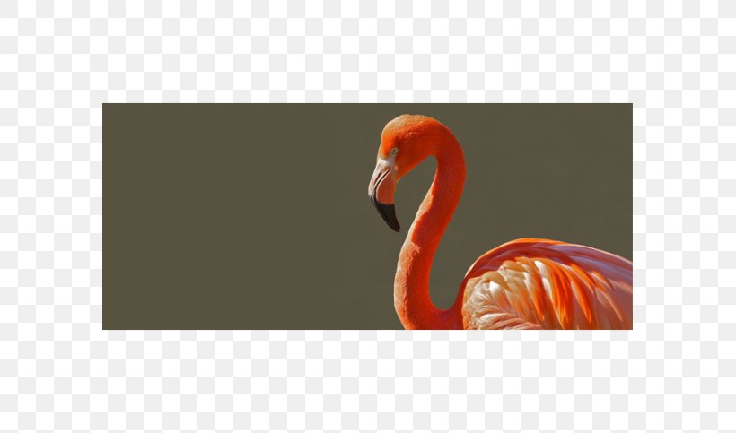 Bird Greater Flamingo Clip Art, PNG, 591x483px, Bird, Beak, Fauna, Flamingo, Greater Flamingo Download Free