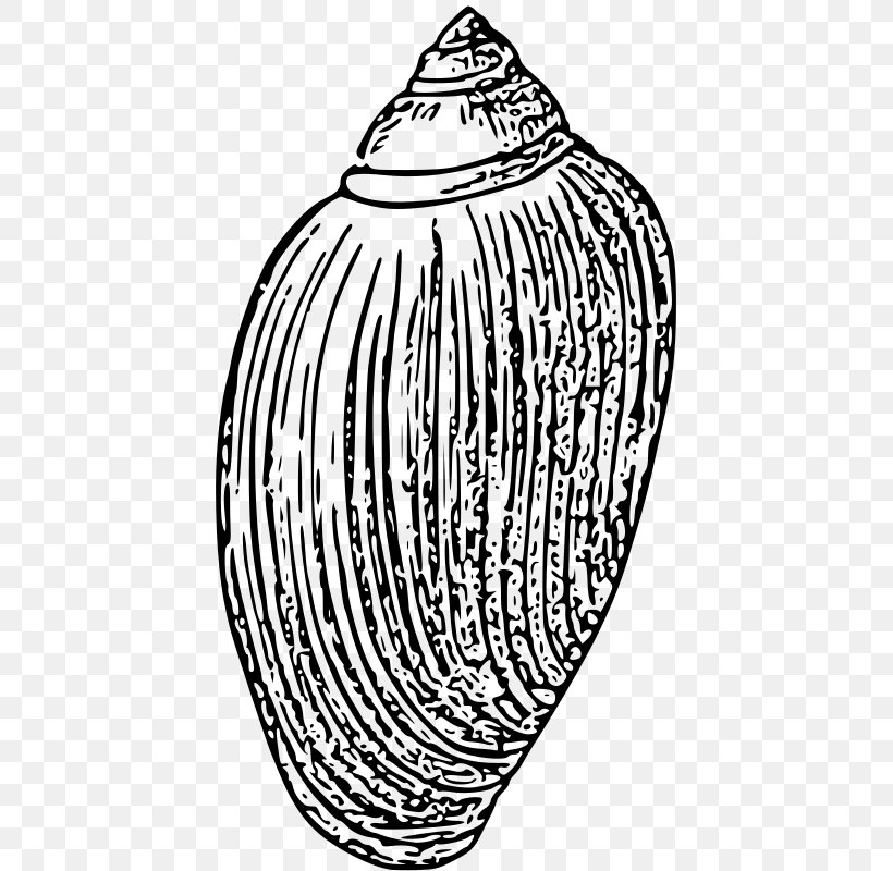 Black And White Invertebrate Seashell Drawing Clip Art, PNG, 423x800px, Watercolor, Cartoon, Flower, Frame, Heart Download Free