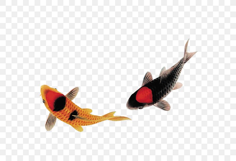 Carassius Auratus Fish, PNG, 559x560px, Carassius Auratus, Black, Fish, Fishing, Gold Download Free
