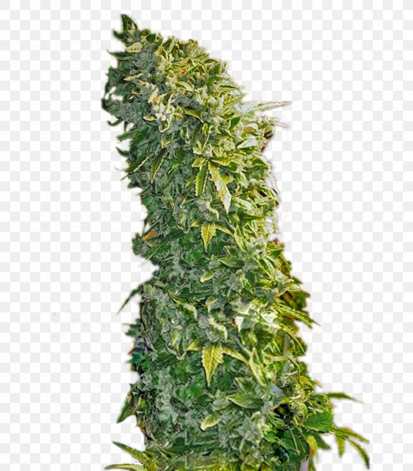 Feminized Cannabis Seed Plant Skunk, PNG, 1402x1600px, Feminized Cannabis, Autoflowering Cannabis, Cannabis, Cannabis Sativa, Cultivar Download Free