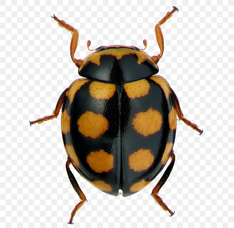 Ladybird Beetle Leaf Beetles Dung Beetle Coccinula, PNG, 634x800px, Ladybird Beetle, Arthropod, Asiatic Rhinoceros Beetle, Beetle, Dung Beetle Download Free