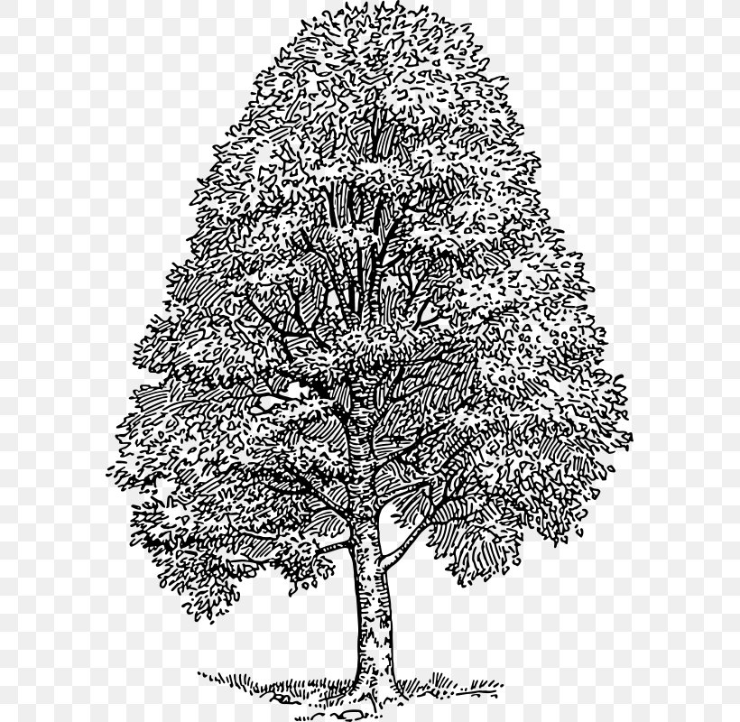 American Beech Drawing Tree Cedar Clip Art, PNG, 585x800px, Drawing, Beech, Beech Family, Black And White, Botany Download Free