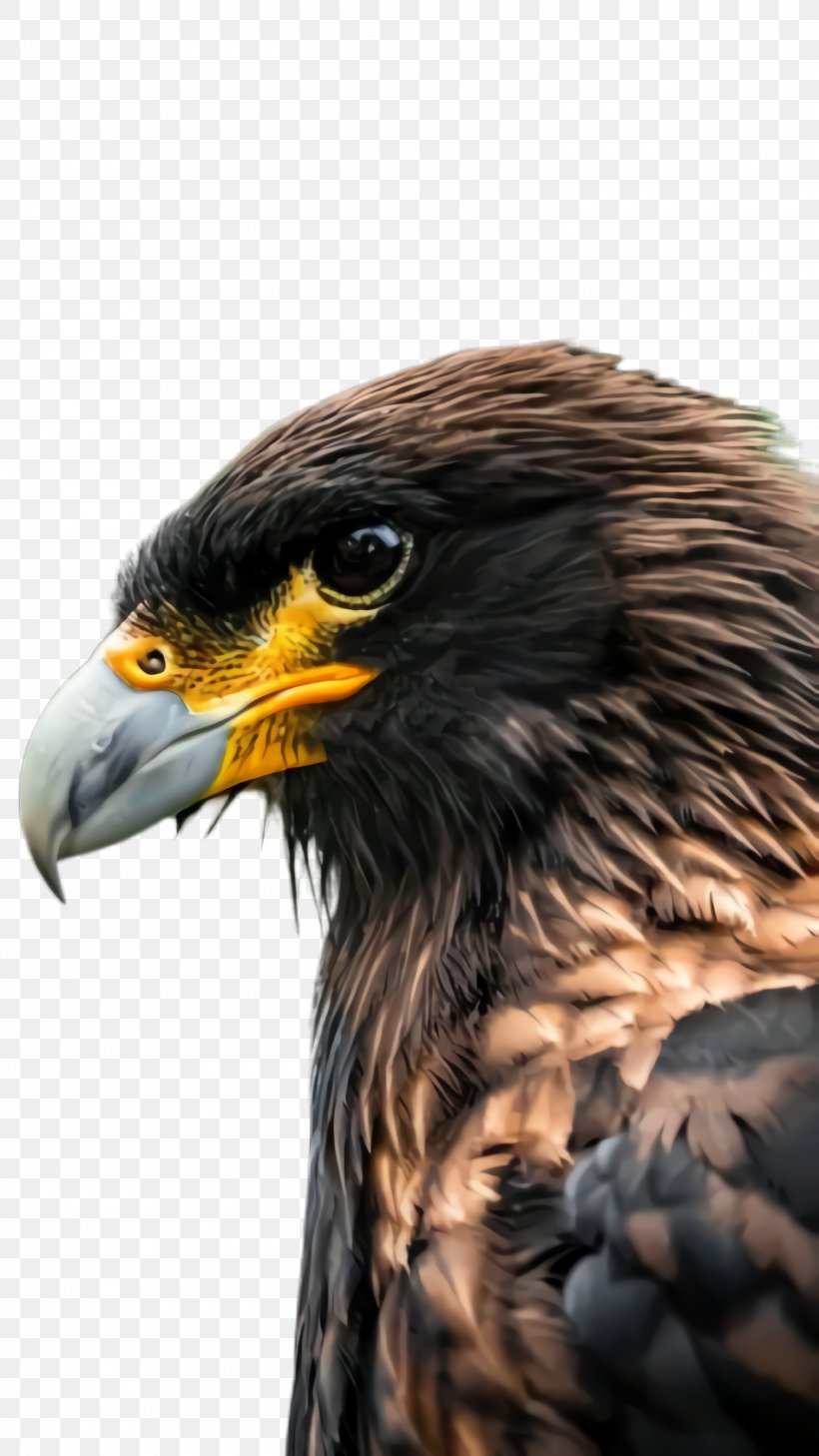 Bird Beak Bird Of Prey Golden Eagle Eagle, PNG, 1500x2668px, Bird, Accipitridae, Beak, Bird Of Prey, Eagle Download Free