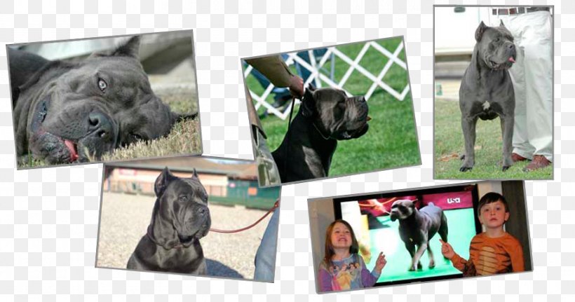 Dog Breed Collage, PNG, 910x479px, Dog Breed, Breed, Collage, Dog, Dog Like Mammal Download Free