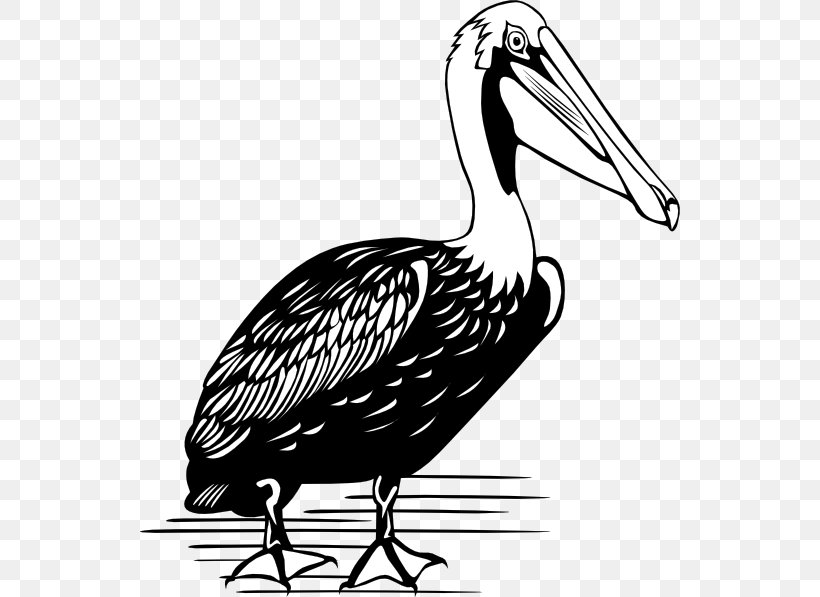 Brown Pelican Clip Art, PNG, 540x597px, Brown Pelican, American White Pelican, Artwork, Beak, Bird Download Free