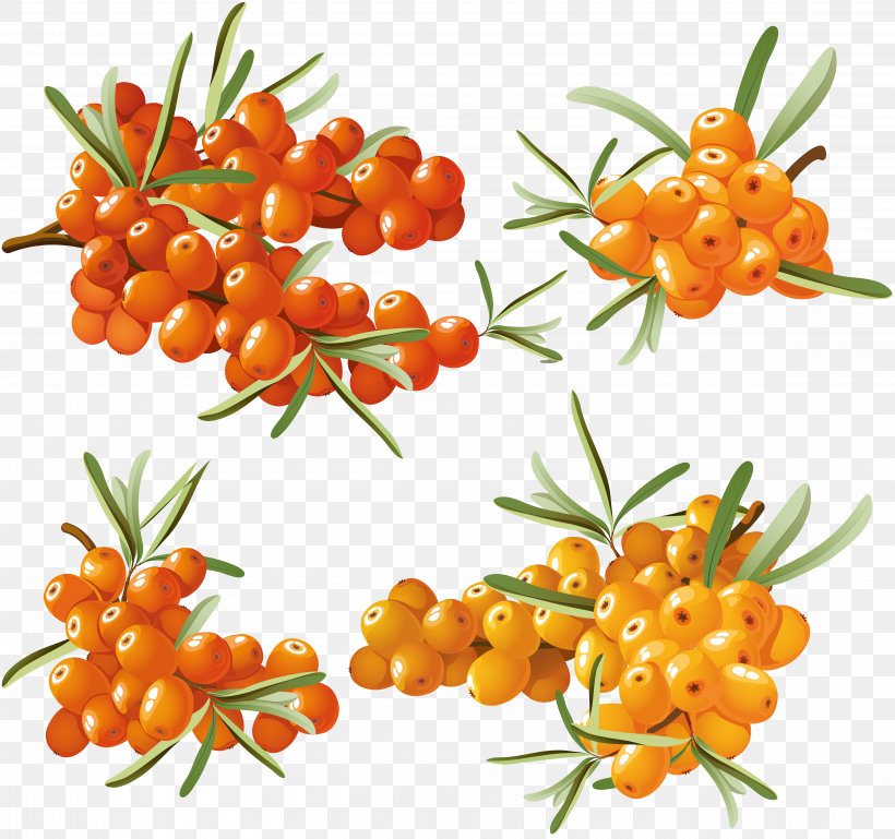 Fruit Seaberry Clip Art, PNG, 9286x8712px, Sea Buckthorns, Auglis, Cherry Tomato, Food, Fruit Download Free