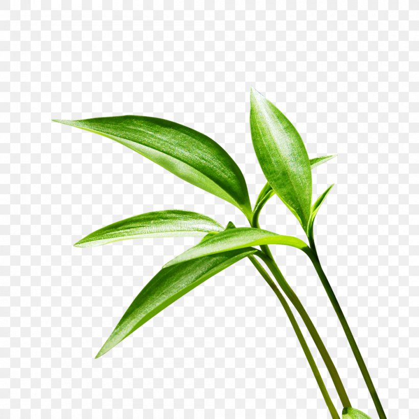 Lucky Bamboo Leaf, PNG, 1000x1000px, Bamboo, Bonsai, Grass, Grass Family, Grasses Download Free