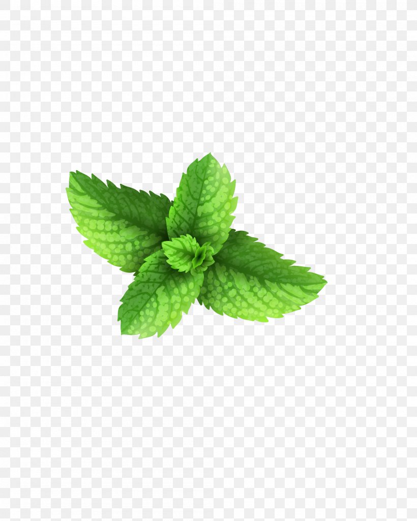Milkshake Peppermint Green Download, PNG, 2000x2500px, Milkshake, Blue, Green, Herb, Leaf Download Free