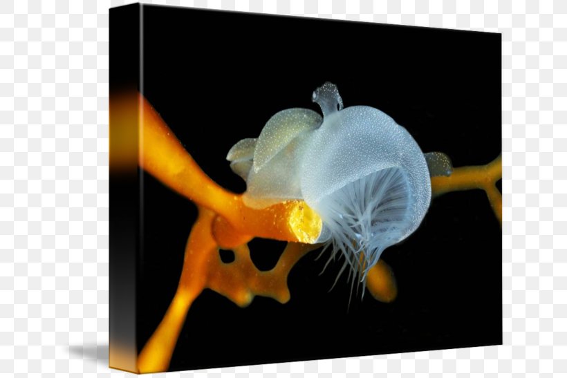 Shellfish Rabbit Anaspidea Ear Field Guide, PNG, 650x547px, Shellfish, Antenna, Bone, Ear, Field Guide Download Free