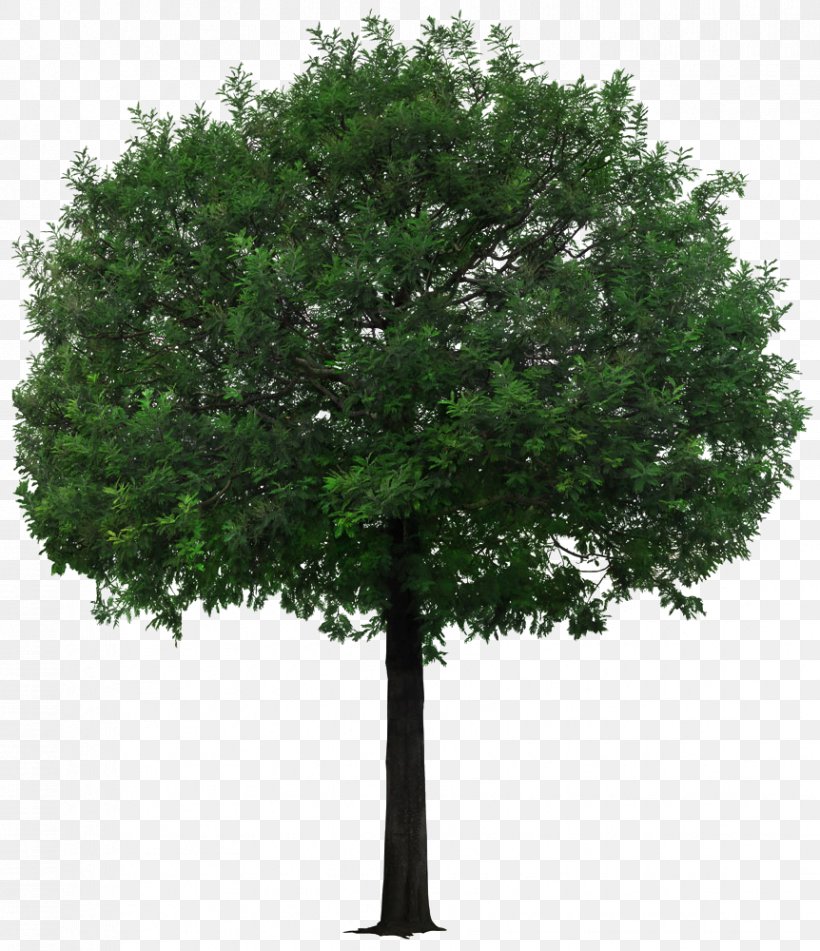 Tree, PNG, 862x1000px, Tree, Branch, Evergreen, Grass, Greening Download Free