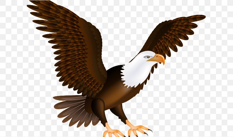 Bird, PNG, 633x481px, Bald Eagle, Accipitridae, Animal Figure, Beak, Bird Download Free