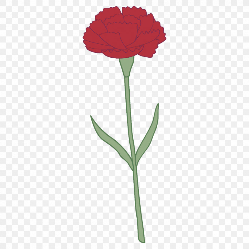 Carnation Flower, PNG, 1200x1200px, Carnation, Cut Flowers, Flower, Pedicel, Petal Download Free
