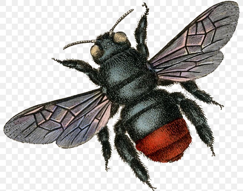 Cartoon Nature Background, PNG, 800x645px, Bee, Africanized Bee, Black Fly, Blister Beetles, Blowflies Download Free