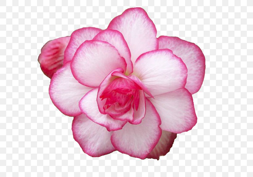 Cut Flowers Rose Plant Begonia, PNG, 576x576px, Flower, Annual Plant, Azalea, Begonia, Blossom Download Free