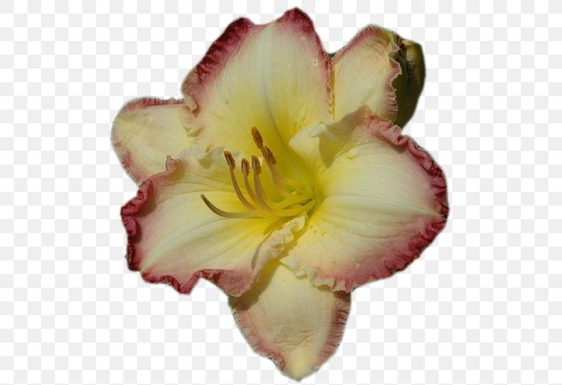 Daylily Clip Art Petal Blog, PNG, 564x562px, Daylily, Blog, Diary, Flower, Garden Roses Download Free