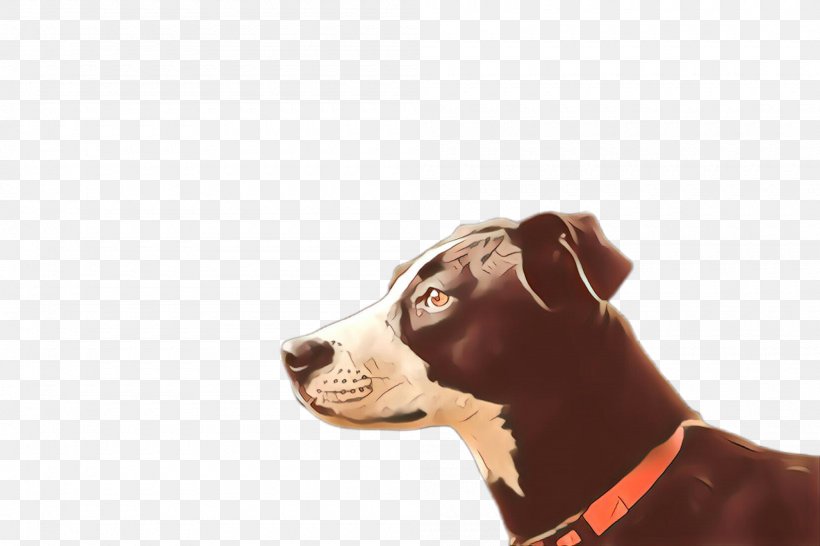 Dog Dog Collar American Pit Bull Terrier Head Nose, PNG, 2000x1332px, Cartoon, American Pit Bull Terrier, American Staffordshire Terrier, Dog, Dog Collar Download Free