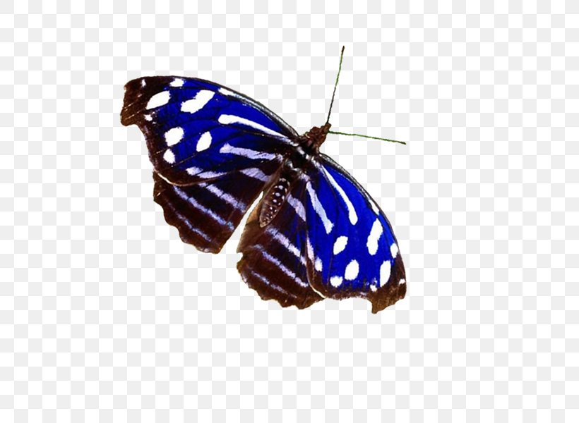 Monarch Butterfly Myscelia Cyaniris Handbag Bluewing Butterflies, PNG, 600x600px, Monarch Butterfly, Arthropod, Bag, Blue, Brush Footed Butterfly Download Free