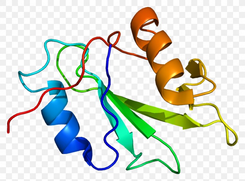PTK6 Protein Kinase Tyrosine Kinase, PNG, 891x659px, Protein, Area, Artwork, Cell, Enzyme Download Free