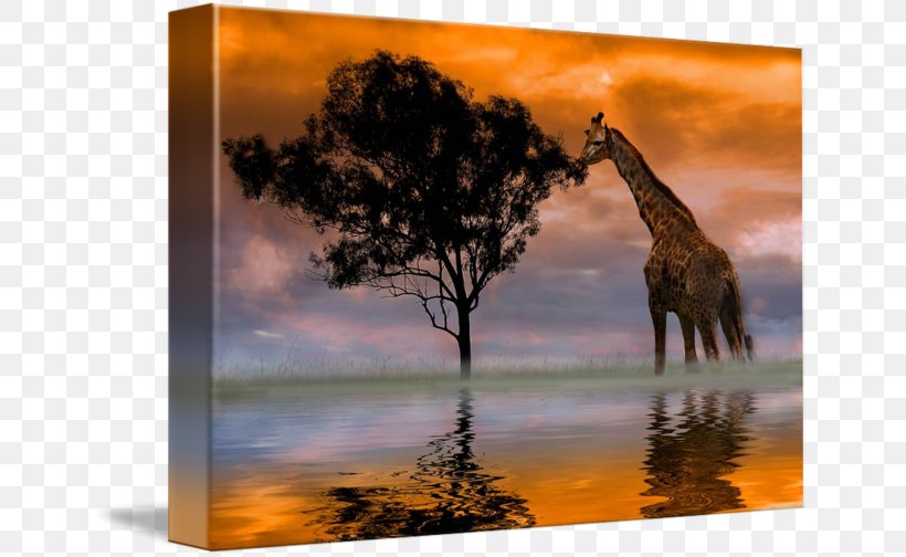 Giraffe Photography Art Canvas Print Photographer, PNG, 650x504px, Giraffe, Art, Artist, Canvas, Canvas Print Download Free