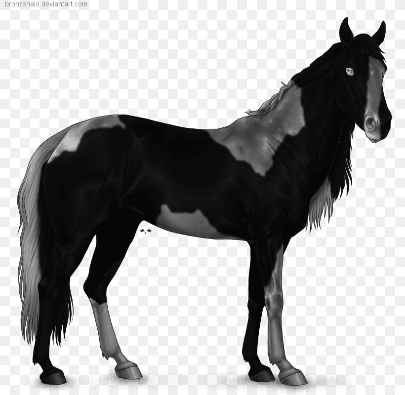 Mustang Stallion Mare American Paint Horse American Quarter Horse, PNG, 800x800px, Mustang, American Paint Horse, American Quarter Horse, Arabian Horse, Black And White Download Free