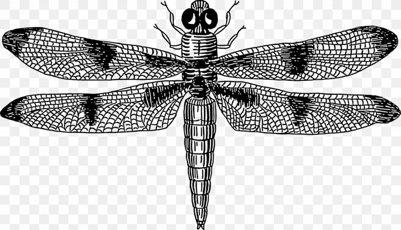 Vector Graphics Clip Art Dragonfly Insect Euclidean Vector, PNG, 1302x750px, Dragonfly, Arthropod, Blackandwhite, Damselfly, Dragonflies And Damseflies Download Free