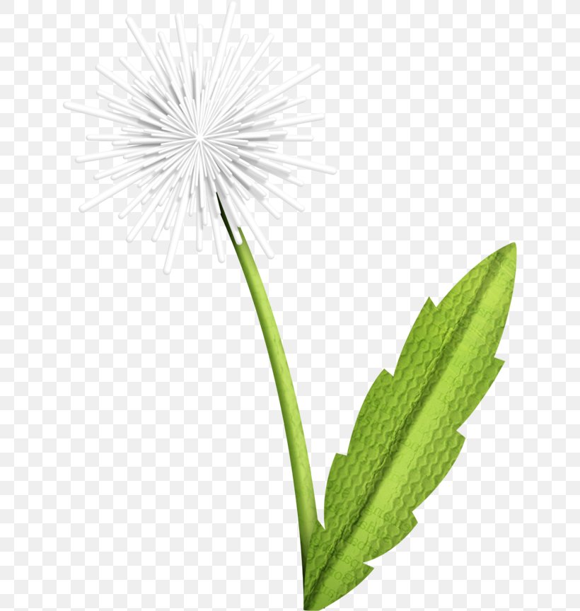 Common Dandelion Green, PNG, 643x864px, Common Dandelion, Dandelion, Flora, Flower, Flowering Plant Download Free