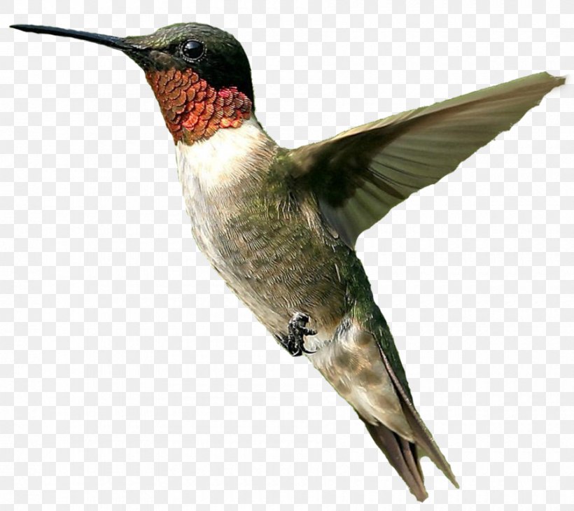 Hummingbird Clip Art, PNG, 900x802px, Hummingbird, Beak, Bee Hummingbird, Bird, Fauna Download Free