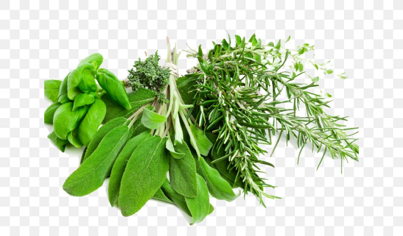 Plant Flower Leaf Herb Curry Tree, PNG, 640x480px, Plant, Curry Tree, Fines Herbes, Flower, Herb Download Free
