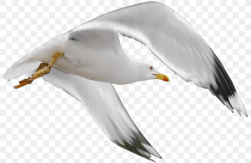 Bird Mouette Clip Art, PNG, 800x534px, Bird, Beak, Charadriiformes, European Herring Gull, Fauna Download Free