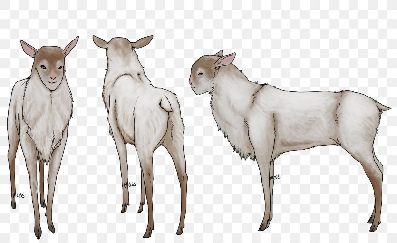 Cattle Deer Goat Wildlife Terrestrial Animal, PNG, 803x501px, Cattle, Animal, Cattle Like Mammal, Cow Goat Family, Deer Download Free