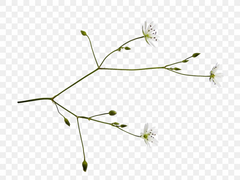 Flower Lilium Information Plant Stem, PNG, 2048x1536px, Flower, Branch, Discuz, Flora, Flowering Plant Download Free