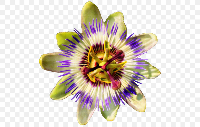 Flower Passion Flower Passion Flower Family Purple Passionflower Plant, PNG, 500x521px, Flower, Giant Granadilla, Passion Flower, Passion Flower Family, Petal Download Free