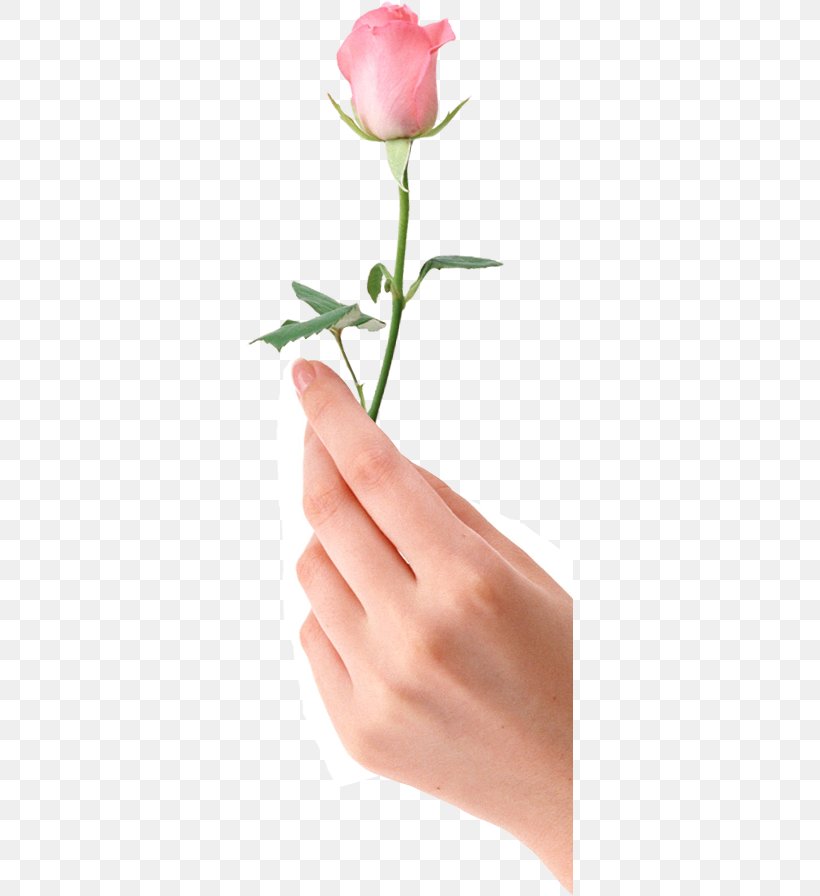 Garden Roses 鑫記珠宝 Gemological Institute Of America Carat Diamond, PNG, 327x896px, Garden Roses, Beauty, Bud, Carat, Cut Flowers Download Free