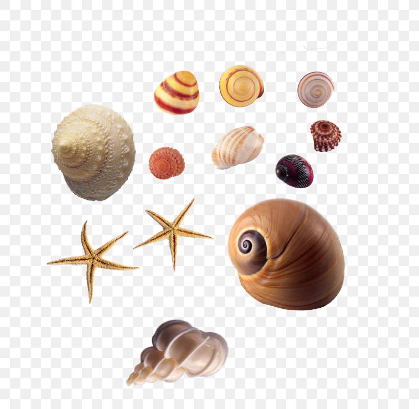 Seashell Animal Sea Snail, PNG, 800x800px, Seashell, Animal, Biology, Bolinus Brandaris, Conch Download Free
