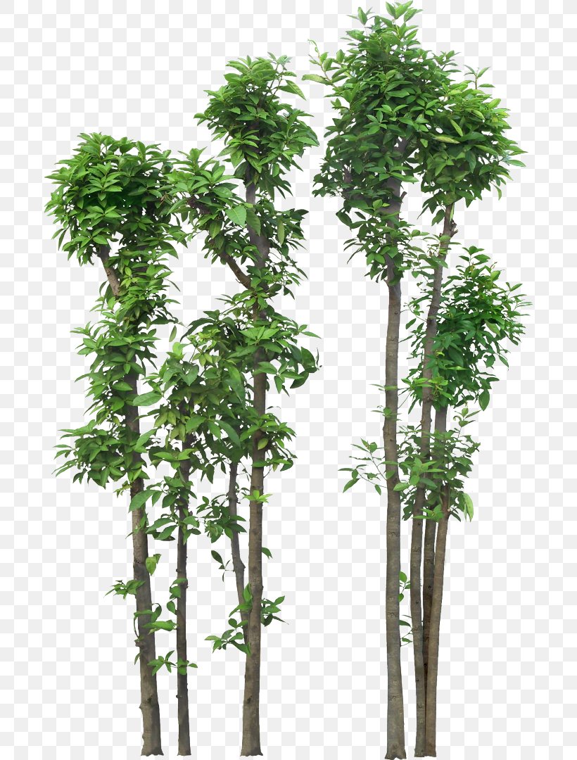 Shrub Tree Rendering Clip Art, PNG, 696x1080px, Shrub, Architectural Rendering, Branch, Drawing, Evergreen Download Free