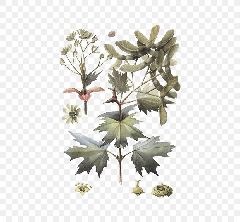 Twig Plant Stem Leaf Flowering Plant, PNG, 472x760px, Twig, Black Maple, Botany, Branch, Flower Download Free