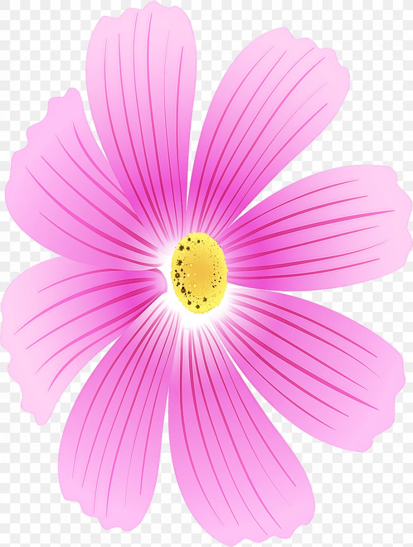 Flowering Plant Petal Flower Pink Barberton Daisy, PNG, 905x1200px, Flowering Plant, Barberton Daisy, Cosmos, Daisy Family, Flower Download Free