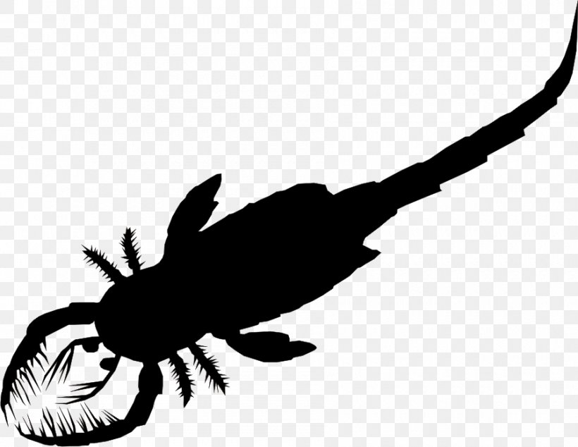 Eurypterid Scorpion Xiphosura Silurian Tachypleus Tridentatus, PNG, 900x696px, Eurypterid, Biology, Black And White, Eurypterus, Fly Download Free