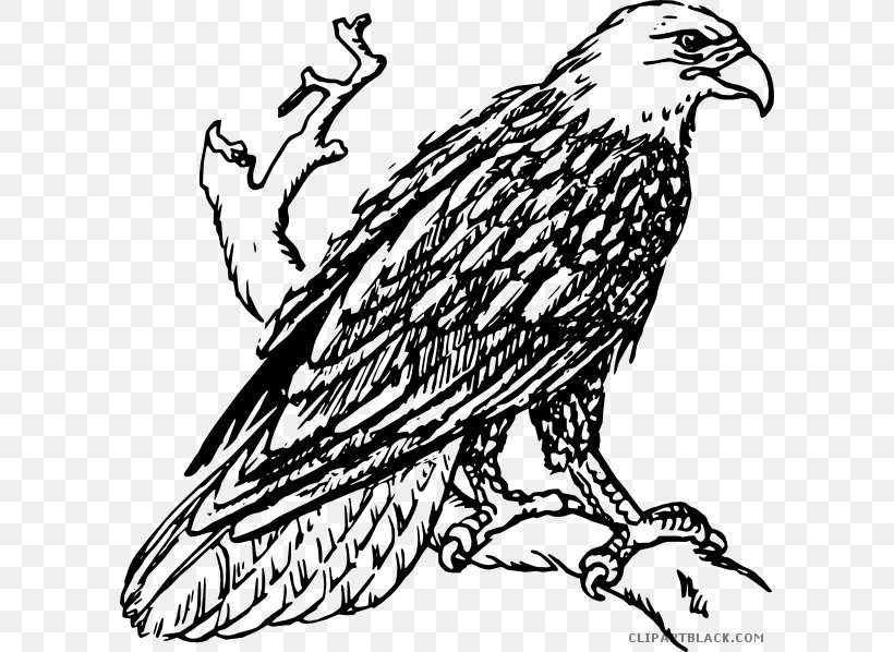 Bald Eagle White-tailed Eagle Golden Eagle Clip Art, PNG, 600x598px, Bald Eagle, Art, Artwork, Beak, Bird Download Free