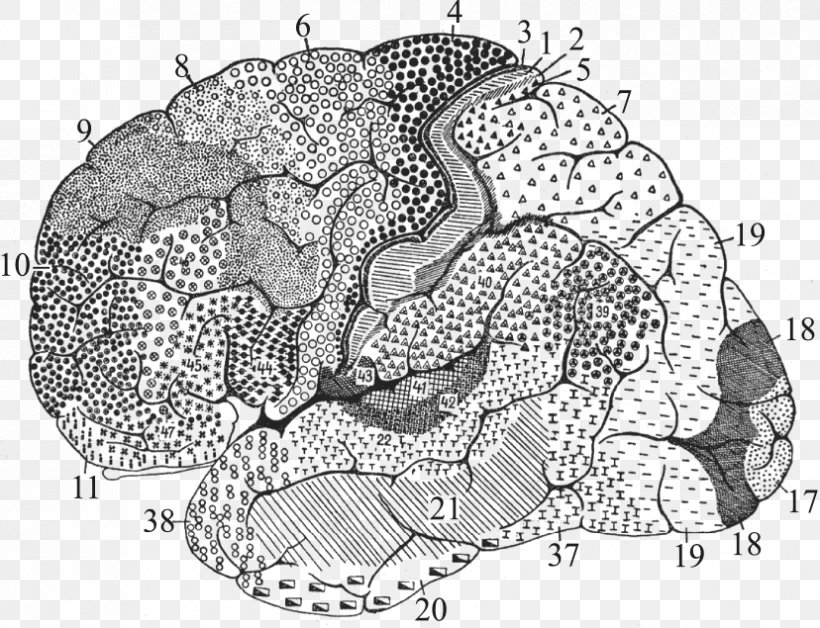 Brodmann Area 25 Cerebral Cortex Anatomy Brain, PNG, 828x635px, Watercolor, Cartoon, Flower, Frame, Heart Download Free