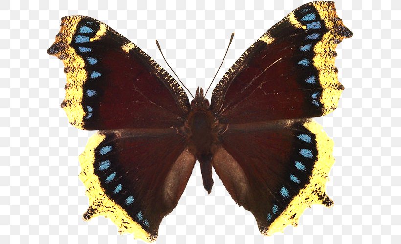 Butterfly Gardening Mourning Cloak Small Tortoiseshell Death's-head Hawkmoth, PNG, 627x499px, Butterfly, Arthropod, Brush Footed Butterfly, Butterflies And Moths, Butterfly Gardening Download Free