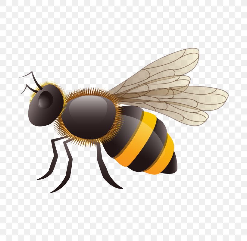European Dark Bee Insect Vecteur, PNG, 800x800px, European Dark Bee, Arthropod, Bee, Drawing, Fly Download Free