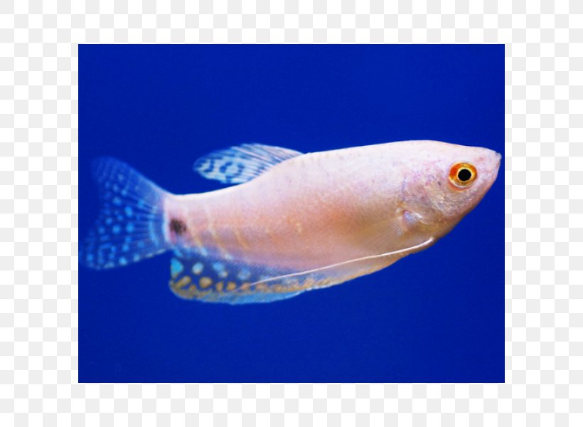 Three Spot Gourami Pearl Gourami Kissing Gourami Fish, PNG, 600x600px, Gourami, Anabantoidei, Aquarium, Bony Fish, Coral Reef Fish Download Free