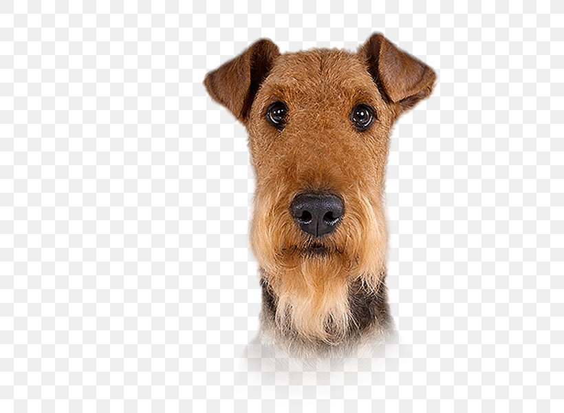Welsh Terrier Lakeland Terrier Airedale Terrier Irish Terrier Pekingese, PNG, 500x600px, Welsh Terrier, Airedale Terrier, Black And Tan Terrier, Breed, Brown Download Free